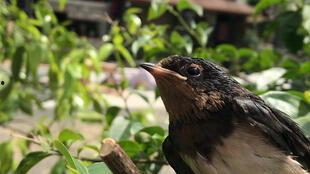 娱乐吃瓜009老燕子,揭秘老燕子背后的故事与传奇